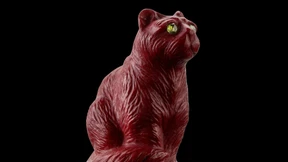 Da macht die Luxuskatze Funkelaugen