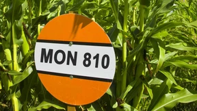 Warum keiner Monsanto mag