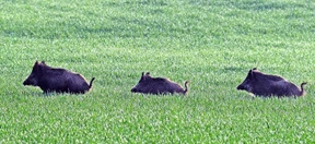 Ein Zaun gegen die Seuche