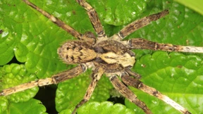 Forscher benennt Spinnengattung nach David Bowie