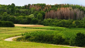 Jede siebte Fichte ist schon tot