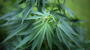 Direktorin findet Cannabis-Plantage in Schule