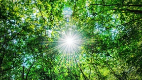 Es werde licht im deutschen Wald!