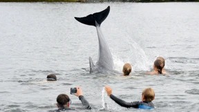 Hat Delphin Freddy Schweinswale getötet?