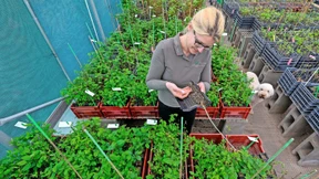 Wie man auch in Deutschland Trüffel ernten kann