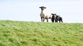 Eine Wollmütze pro Europäer ist zu wenig