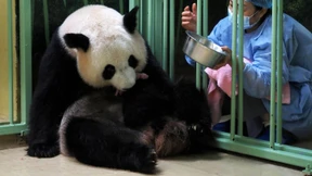 Pandamama in Frankreich bringt Zwillinge zur Welt