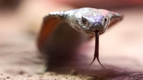 Pilot in Südafrika entdeckt eine Kobra an Bord und muss notlanden