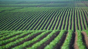 Magdeburgs Mammutaufgabe