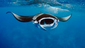 Wie die Embryonen der Mantarochen atmen