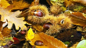 Was der Brotbaum uns gibt