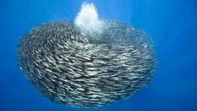 Schwärmt ihr noch, oder denkt ihr schon?