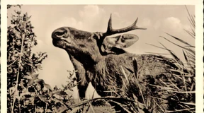 Die schärfsten Kritiker der Elche