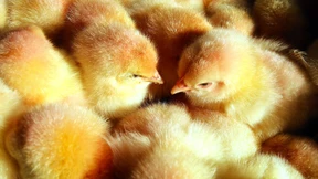 Jung, flauschig – überflüssig