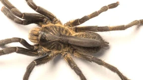 Bizarre Vogelspinne gibt Rätsel auf