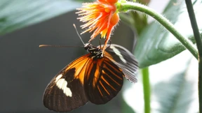 Zweckgemeinschaften unter Schmetterlingen