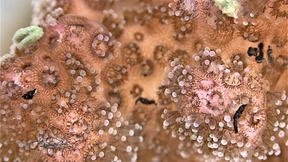 Wie Mikroplastik auf Korallen wirkt