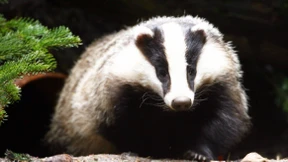 Als Großbürger schätzt er ländliche Einsamkeit