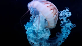 Quallen sind die effizienteren Schwimmer