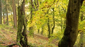 Wie Europa die Wälder retten will