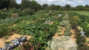 Saisongärten liegen im Trend