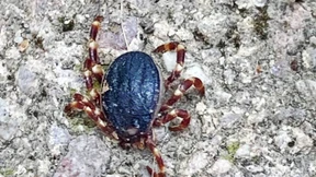 Riesenzecken breiten sich in Norditalien aus