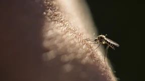 Stiko empfiehlt Impfstoff gegen Dengue nach vorheriger Infektion