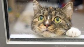 Zölle verzögern erste Übernahmevorhaben