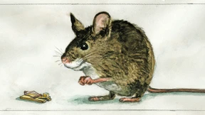 Globuli gegen Diktaturen