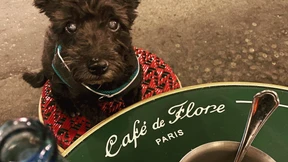 Was fehlt, wenn das geliebte Haustier stirbt?