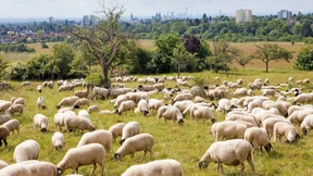 Stadt, Land, alles im Fluss