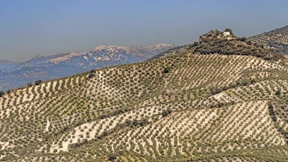 Der Olivenbaum, der dem Tod trotzt