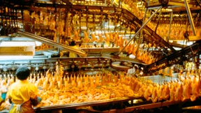 Wer hat Angst vor dem Chlorhähnchen?