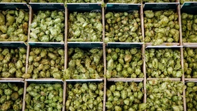 Weniger Hopfen im Bier