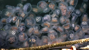 Quallen früher in der Ostsee und größer als sonst