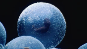 Intelligenz braucht kein Bewusstsein