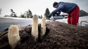 Spargelernte durch Coronavirus in Gefahr