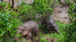 Sechs Elefanten sterben bei Unglück in Nationalpark