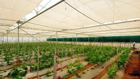 Kauft ein deutscher Konzern Monsanto?