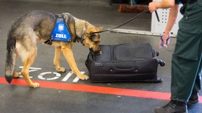 Zollhunde haben den richtigen Riecher