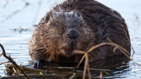 Perfekte Baumeister mit Sinn für Landschaftspflege