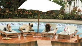 Eine Reise ohne Hund ist möglich, aber sinnlos