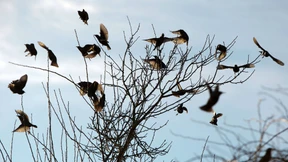 Wintervögel zeigt euch!