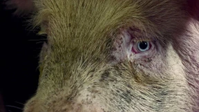 Die Ohnmacht vor dem Tod