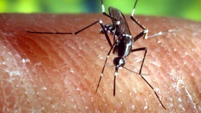 Warum wir uns vor Zika fürchten