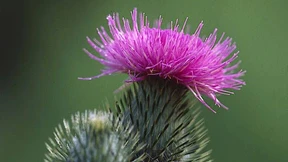 Glitzernde Hungerkünstler