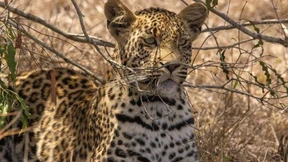 Token mit Tieren bringen Geld