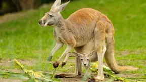 Australiens Notenbank hält Leitzins auf Rekordtief
