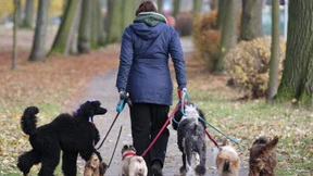 Vorsicht vor dem Hunde!