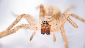 Nosferatu-Spinne inzwischen wohl bundesweit verbreitet